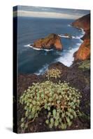 Sweet Tabaiba (Euphorbia Balsamifera) Growing on Cliff Top, La Palma, Canary Islands, Spain-Relanzón-Stretched Canvas