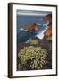 Sweet Tabaiba (Euphorbia Balsamifera) Growing on Cliff Top, La Palma, Canary Islands, Spain-Relanzón-Framed Photographic Print