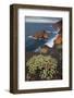 Sweet Tabaiba (Euphorbia Balsamifera) Growing on Cliff Top, La Palma, Canary Islands, Spain-Relanzón-Framed Photographic Print