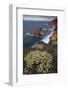 Sweet Tabaiba (Euphorbia Balsamifera) Growing on Cliff Top, La Palma, Canary Islands, Spain-Relanzón-Framed Photographic Print