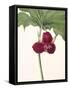 Sweet Trillium-Mary Vaux Walcott-Framed Stretched Canvas