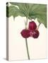 Sweet Trillium-Mary Vaux Walcott-Stretched Canvas