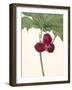 Sweet Trillium-Mary Vaux Walcott-Framed Photographic Print