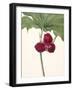 Sweet Trillium-Mary Vaux Walcott-Framed Photographic Print