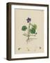 Sweet Violet-null-Framed Photographic Print