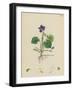 Sweet Violet-null-Framed Photographic Print