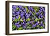 Sweet violets, Riddlesdown, England-Linda Pitkin-Framed Photographic Print