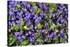 Sweet violets, Riddlesdown, England-Linda Pitkin-Stretched Canvas