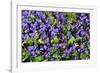 Sweet violets, Riddlesdown, England-Linda Pitkin-Framed Photographic Print