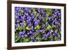 Sweet violets, Riddlesdown, England-Linda Pitkin-Framed Photographic Print