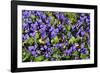 Sweet violets, Riddlesdown, England-Linda Pitkin-Framed Photographic Print