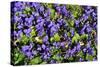 Sweet violets, Riddlesdown, England-Linda Pitkin-Stretched Canvas