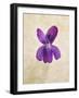 Sweet Violets, Violets, Viola Odorata, Blossom, Violet-Axel Killian-Framed Photographic Print