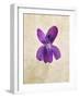 Sweet Violets, Violets, Viola Odorata, Blossom, Violet-Axel Killian-Framed Photographic Print