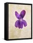 Sweet Violets, Violets, Viola Odorata, Blossom, Violet-Axel Killian-Framed Stretched Canvas