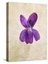 Sweet Violets, Violets, Viola Odorata, Blossom, Violet-Axel Killian-Stretched Canvas