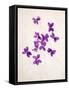 Sweet Violets, Violets, Viola Odorata, Blossoms, Violet-Axel Killian-Framed Stretched Canvas