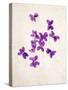 Sweet Violets, Violets, Viola Odorata, Blossoms, Violet-Axel Killian-Stretched Canvas