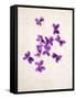 Sweet Violets, Violets, Viola Odorata, Blossoms, Violet-Axel Killian-Framed Stretched Canvas