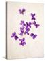 Sweet Violets, Violets, Viola Odorata, Blossoms, Violet-Axel Killian-Stretched Canvas