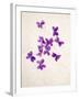 Sweet Violets, Violets, Viola Odorata, Blossoms, Violet-Axel Killian-Framed Photographic Print