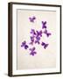 Sweet Violets, Violets, Viola Odorata, Blossoms, Violet-Axel Killian-Framed Photographic Print