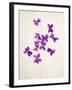 Sweet Violets, Violets, Viola Odorata, Blossoms, Violet-Axel Killian-Framed Photographic Print