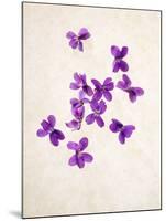 Sweet Violets, Violets, Viola Odorata, Blossoms, Violet-Axel Killian-Mounted Photographic Print