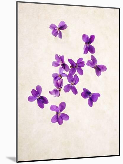 Sweet Violets, Violets, Viola Odorata, Blossoms, Violet-Axel Killian-Mounted Photographic Print