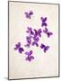 Sweet Violets, Violets, Viola Odorata, Blossoms, Violet-Axel Killian-Mounted Photographic Print