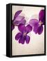 Sweet Violets, Violets, Viola Odorata, Blossoms, Violet-Axel Killian-Framed Stretched Canvas