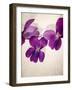 Sweet Violets, Violets, Viola Odorata, Blossoms, Violet-Axel Killian-Framed Photographic Print