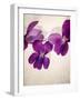 Sweet Violets, Violets, Viola Odorata, Blossoms, Violet-Axel Killian-Framed Photographic Print