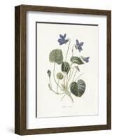 Sweet Violets-Gwendolyn Babbitt-Framed Art Print