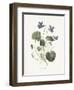 Sweet Violets-Gwendolyn Babbitt-Framed Art Print