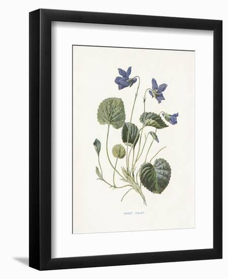 Sweet Violets-Gwendolyn Babbitt-Framed Art Print