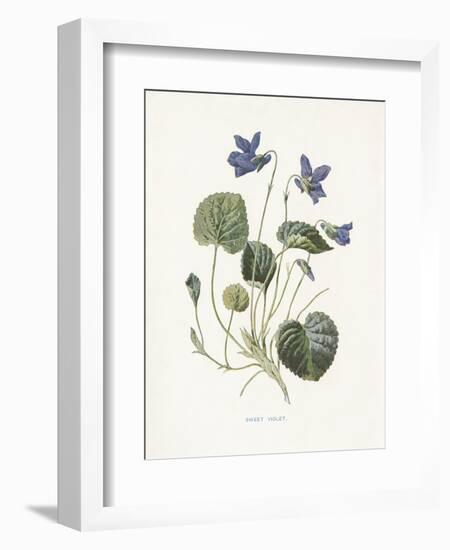 Sweet Violets-Gwendolyn Babbitt-Framed Art Print