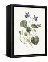 Sweet Violets-Gwendolyn Babbitt-Framed Stretched Canvas