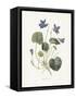 Sweet Violets-Gwendolyn Babbitt-Framed Stretched Canvas