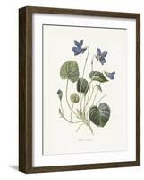 Sweet Violets-Gwendolyn Babbitt-Framed Art Print
