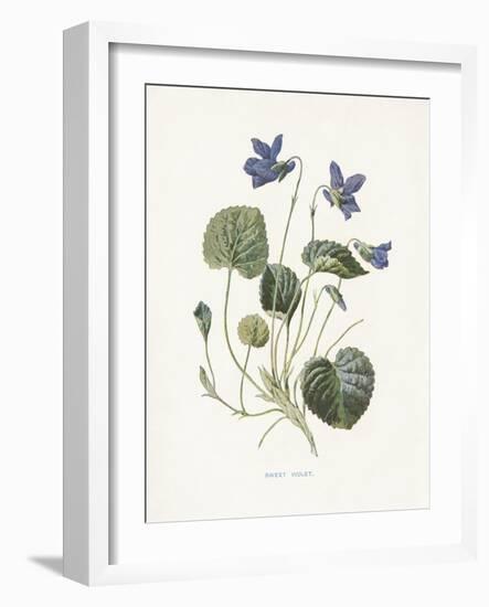 Sweet Violets-Gwendolyn Babbitt-Framed Art Print