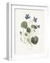 Sweet Violets-Gwendolyn Babbitt-Framed Art Print