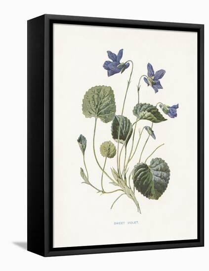 Sweet Violets-Gwendolyn Babbitt-Framed Stretched Canvas