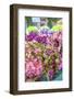 Sweet William flowers for sale, outdoor market, Honfleur, Normandy, France-Lisa S^ Engelbrecht-Framed Photographic Print