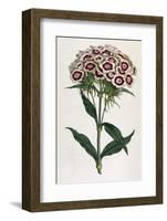 Sweet William or Bearded Pink-William Curtis-Framed Photographic Print