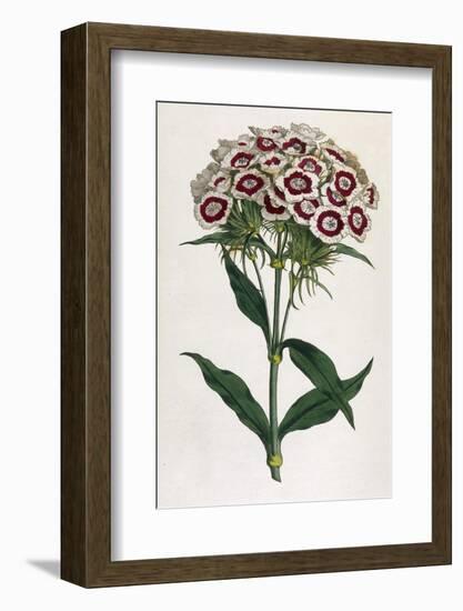 Sweet William or Bearded Pink-William Curtis-Framed Photographic Print