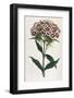 Sweet William or Bearded Pink-William Curtis-Framed Photographic Print