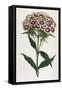 Sweet William or Bearded Pink-William Curtis-Framed Stretched Canvas