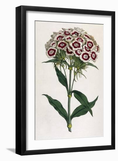 Sweet William or Bearded Pink-William Curtis-Framed Photographic Print