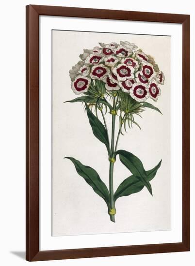 Sweet William or Bearded Pink-William Curtis-Framed Photographic Print